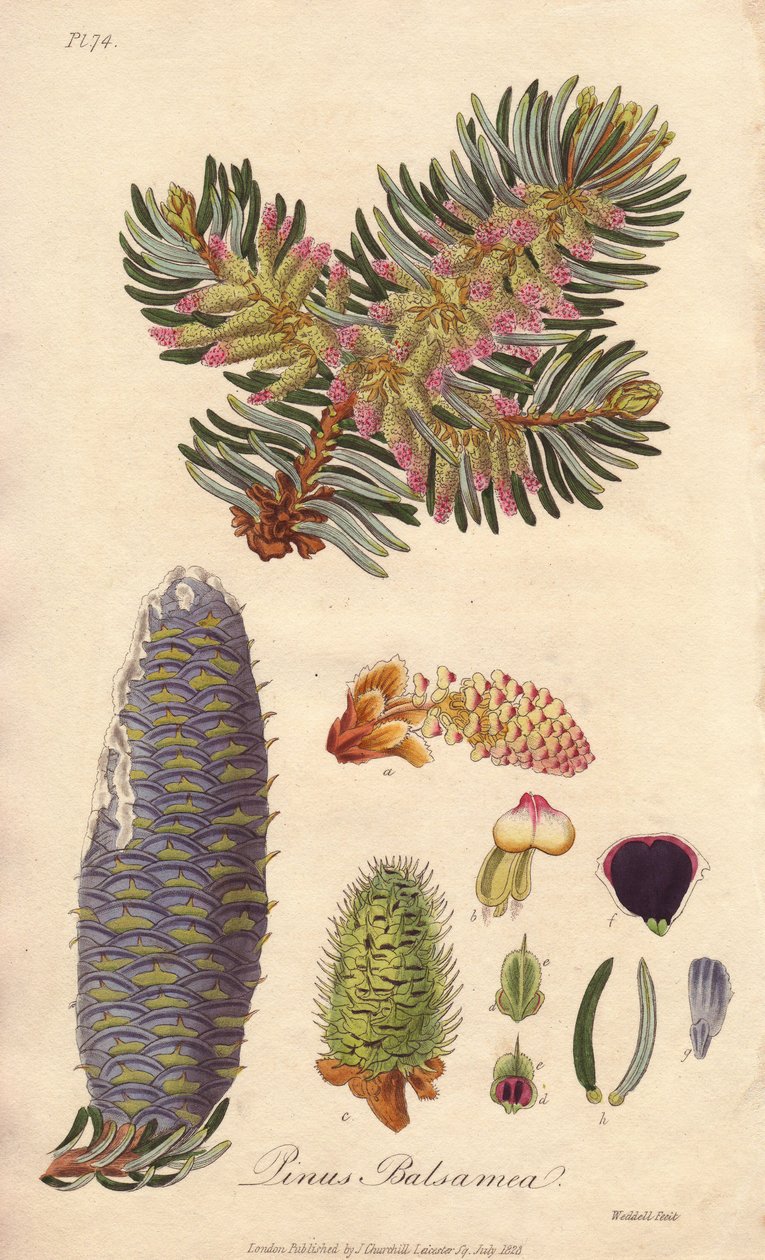 Balzsamfenyő (Abies balsamea) - Erős víz William Clarke által, John Stephenson és James Morss Churchill "Medical Botanical, Description of the Medicinal Plants of London, Edinburgh and Dublin" című művének illusztrálására, amelyet John Churchill adott ki L alkotó: Unbekannter Künstler