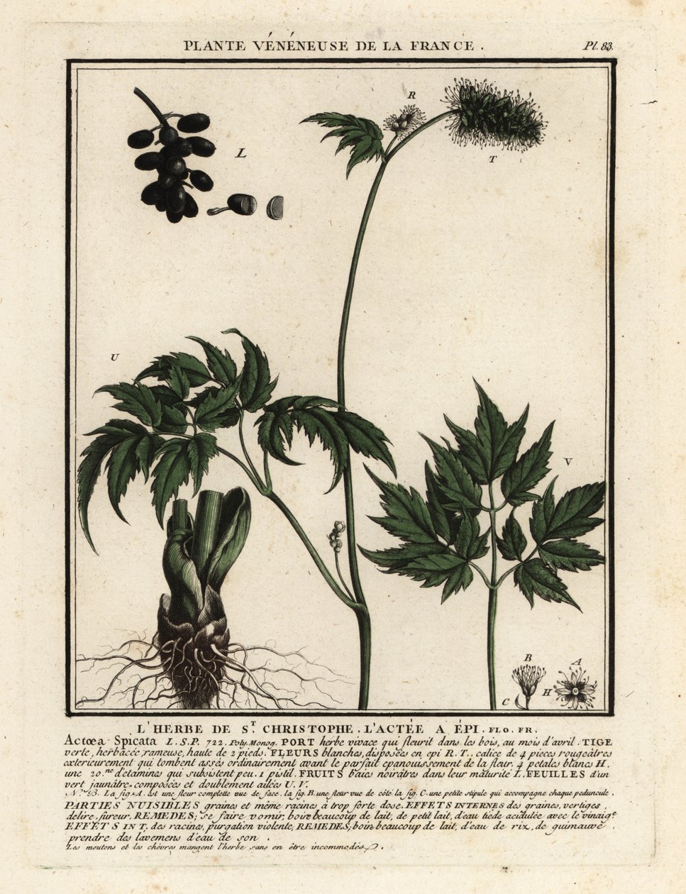 Baneberry, Actaea spicata. alkotó: Unbekannter Künstler