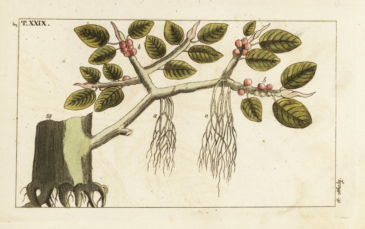 Banyan fügefa légi gyökerekkel, Ficus benghalensis. alkotó: Unbekannter Künstler