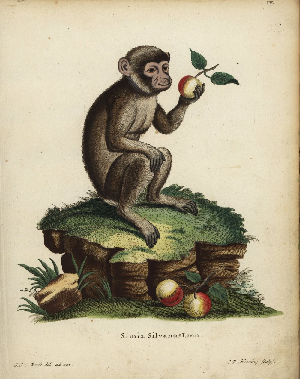 Barbár majom vagy makákó, Macaca sylvanus. Veszélyeztetett. Simia silvanus Linn. C. D. Henning kézzel készített rézmetszete C. J. G. Reuss természetről készült illusztrációja után Johann Christian Daniel Schreber: Animal Illustrations after Nature (Állati  alkotó: Unbekannter Künstler