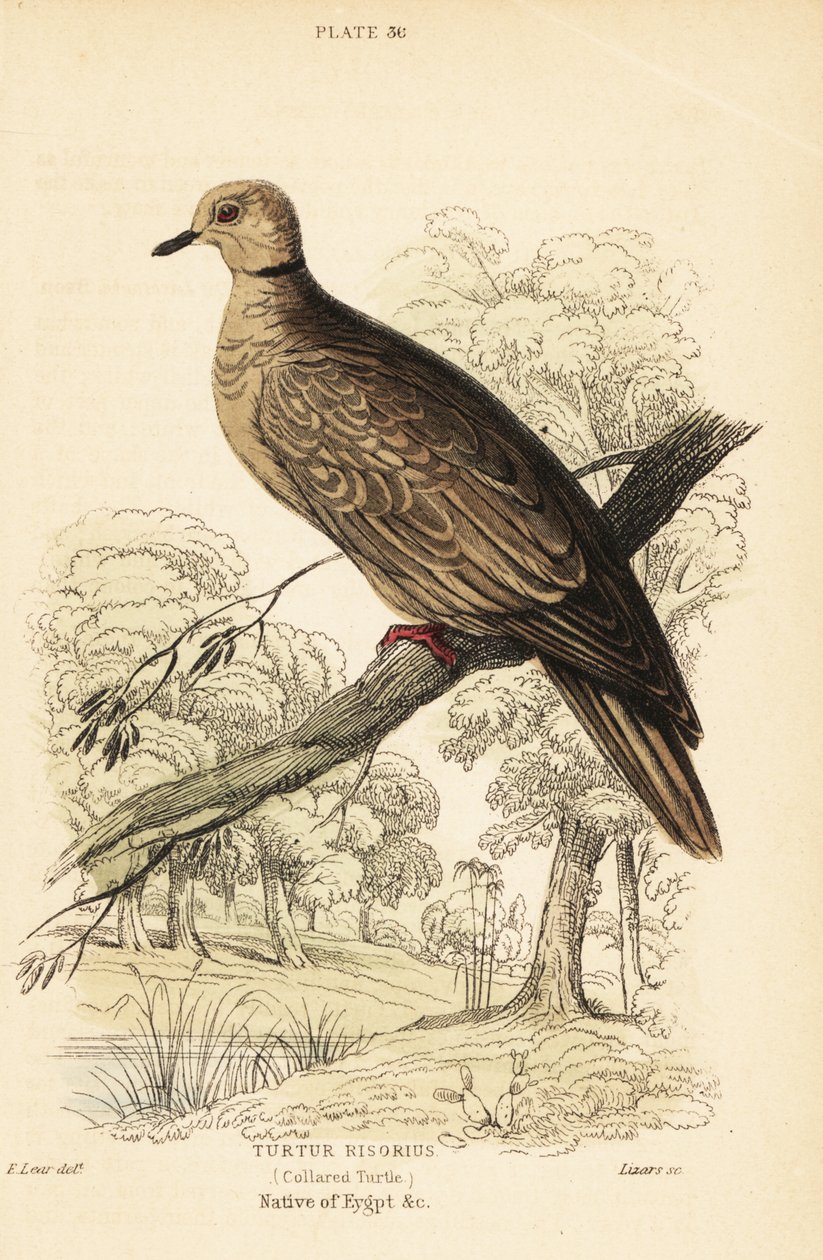 Borbála galamb, Streptopelia risoria. 1889 (metszet) alkotó: Unbekannter Künstler