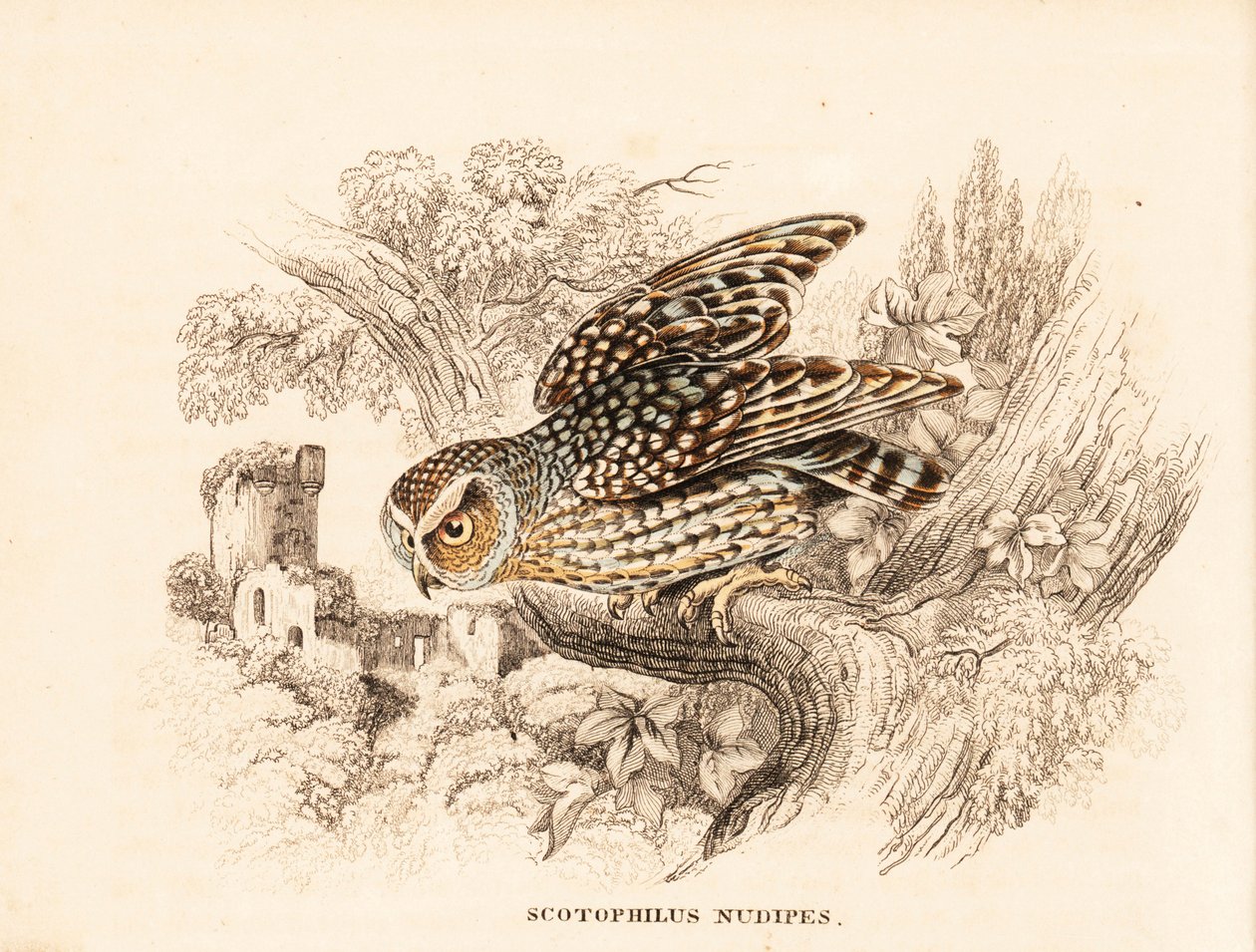 Mezítlábas bagoly, Margarobyas lawrencii (mezítlábas éjjeli bagoly, Scotophilus nudipes). Kézzel színezett acélmetszet Georg Friedrich Treitschke természetrajzi galériájából, Naturhistorischer Bildersaal des Thierreiches, Liepzig. alkotó: Unbekannter Künstler