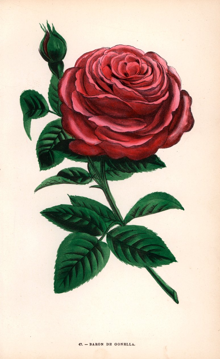 Baron de Gonella rózsa, az Ile-Bourbon rózsa fajtája, amelyet idősebb Monsieur Guillot nevelt Lyonban 1859-ben. F. Grobon által Hippolyte Jamain és Eugene Forney "Les Roses" című műve alapján rajzolt és litografált kromolitográfia, Párizs, J. Rothschild. alkotó: Unbekannter Künstler