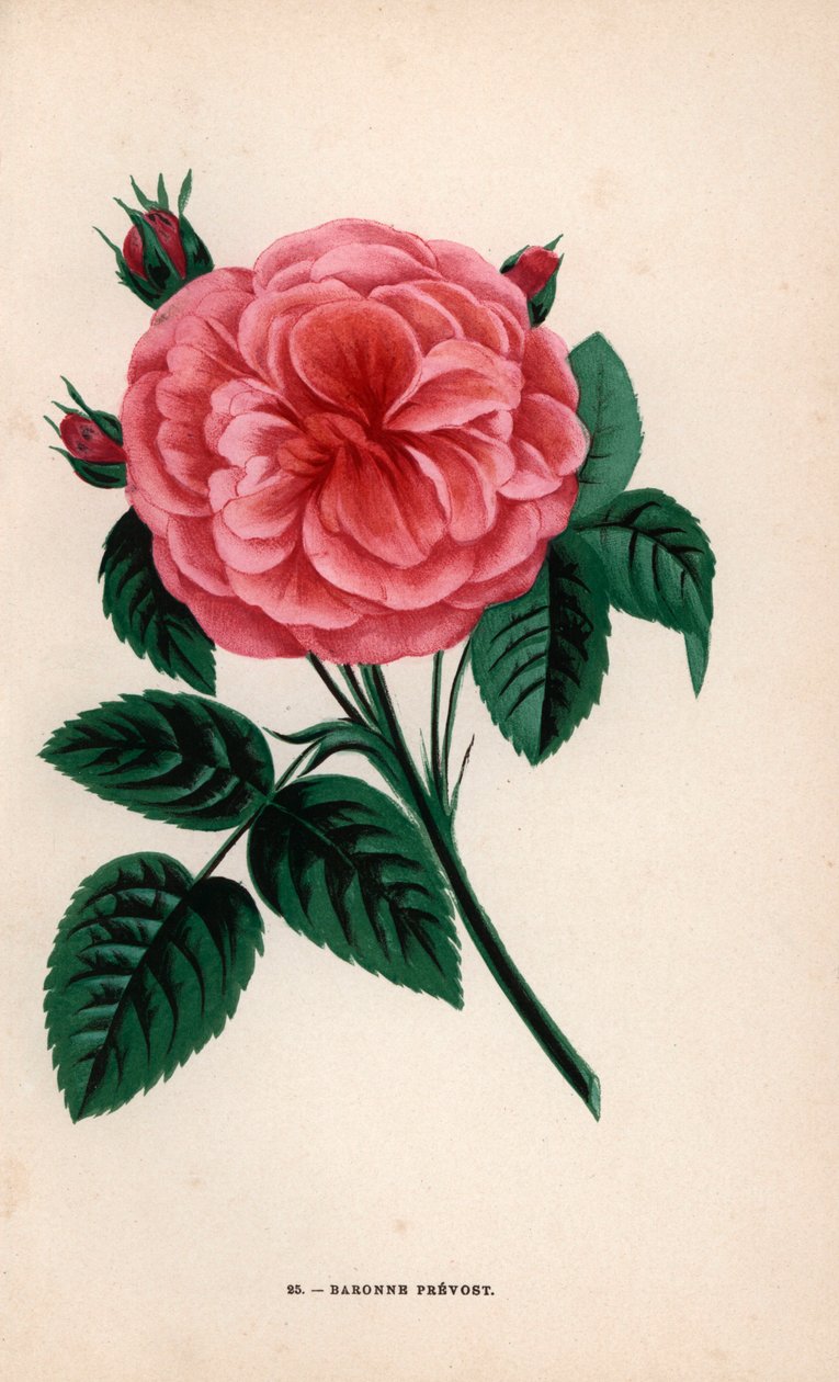 Prevost bárónő rózsája, Monsieur Desprez által 1843-ban a Melun melletti Yebles-ben nevelt hibrid. F. Grobon által Hippolyte Jamain és Eugene Forney "Les Roses" című műve alapján készített kromolitográfia, természet után rajzolta és litografálta, Párizs, J alkotó: Unbekannter Künstler