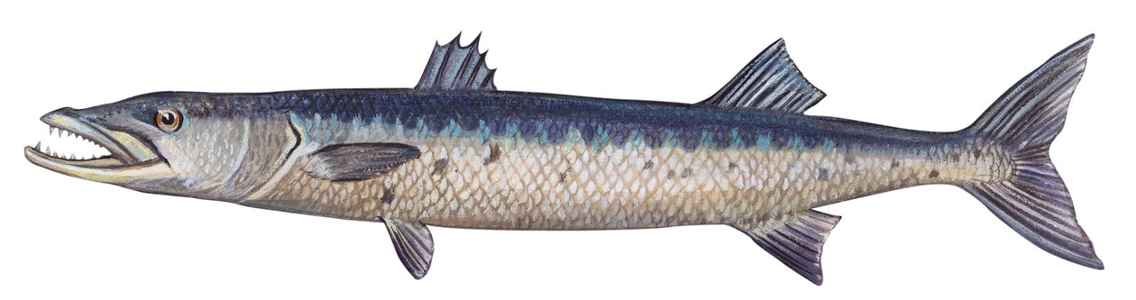 Barracuda - Nagy barracuda (Sphyraena barracuda) alkotó: Unbekannter Künstler