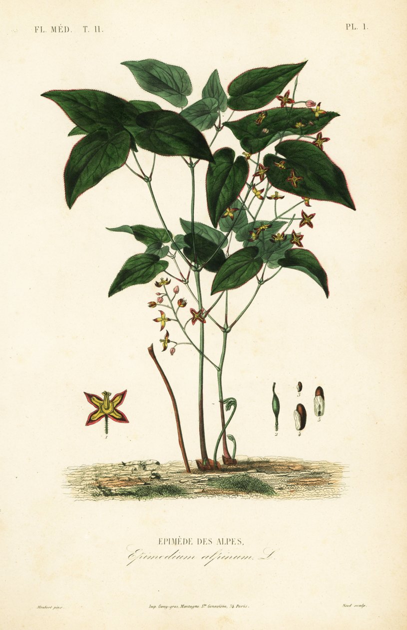 Barrenwort vagy püspökkalap, Epimedium alpinum, Epimede des alpes alkotó: Unbekannt