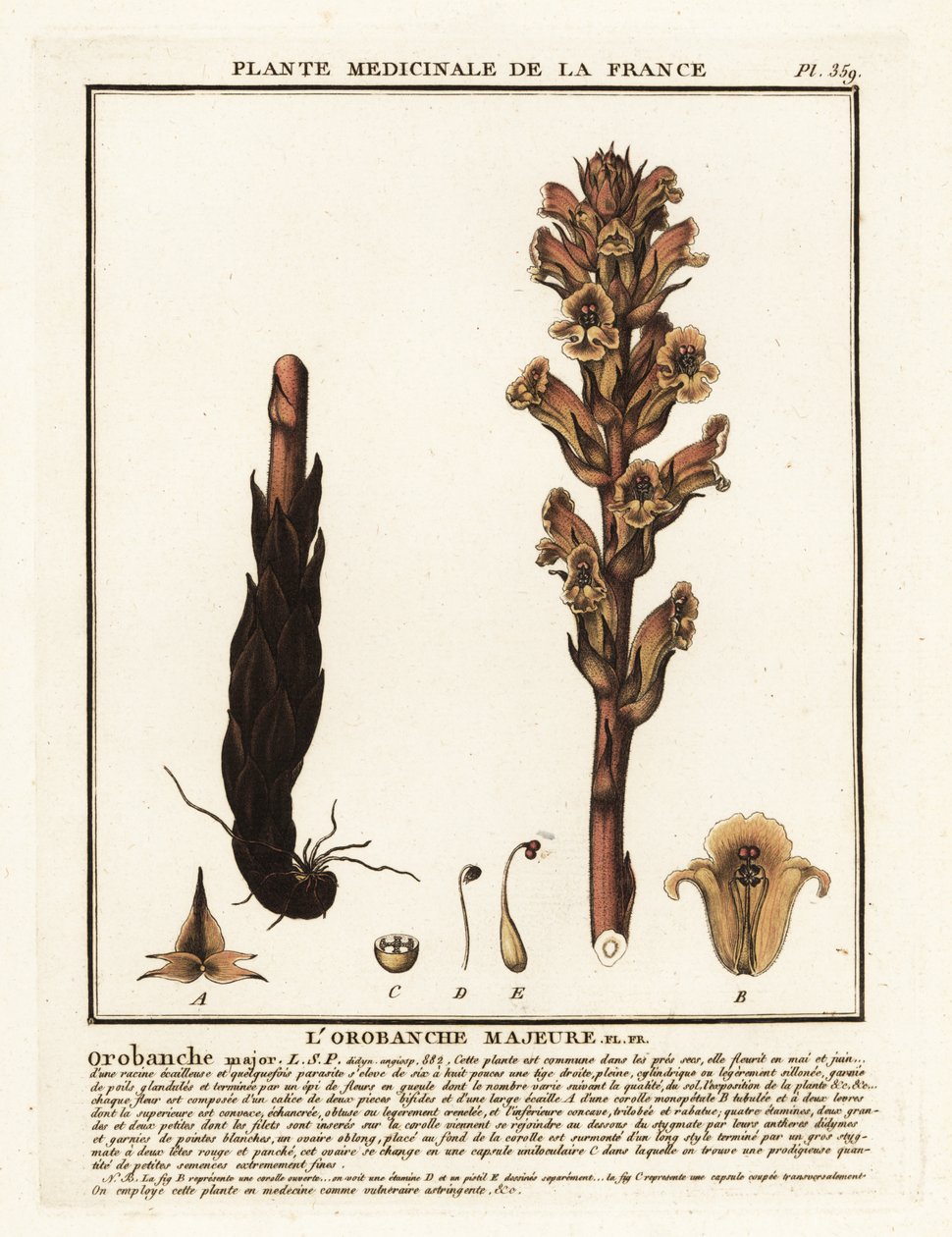 Ágyi szalma seprű; Orobanche caryophyllacea. alkotó: Unbekannter Künstler