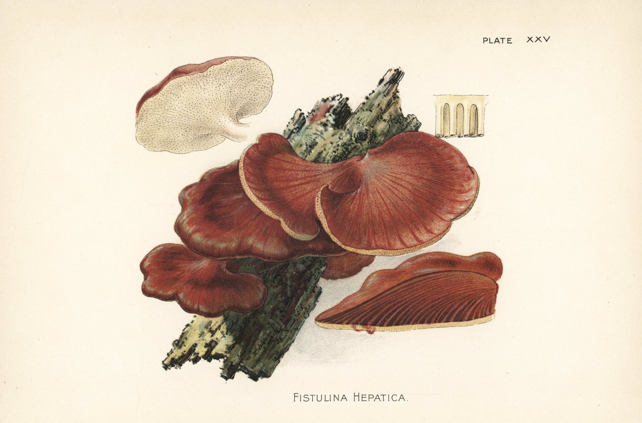 Beefsteak gomba, Fistulina hepatica. Kromolitográfia William Hamilton Gibson botanikai illusztrációja után az Ehető vargányák és gombák című könyvéből. alkotó: Unbekannter Künstler