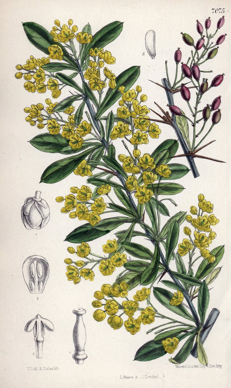 Berberis lycium, sárga virágú borbolyacserje a nyugati Himalájából. Matilda Smith (1854-1926) rajza, E. Bates litográfiája a Curtis Botanical Magazine-ban, készítette Joseph Dalton Hooker, kiadó: L. Reeve and Co, London, Anglia. alkotó: Unbekannter Künstler