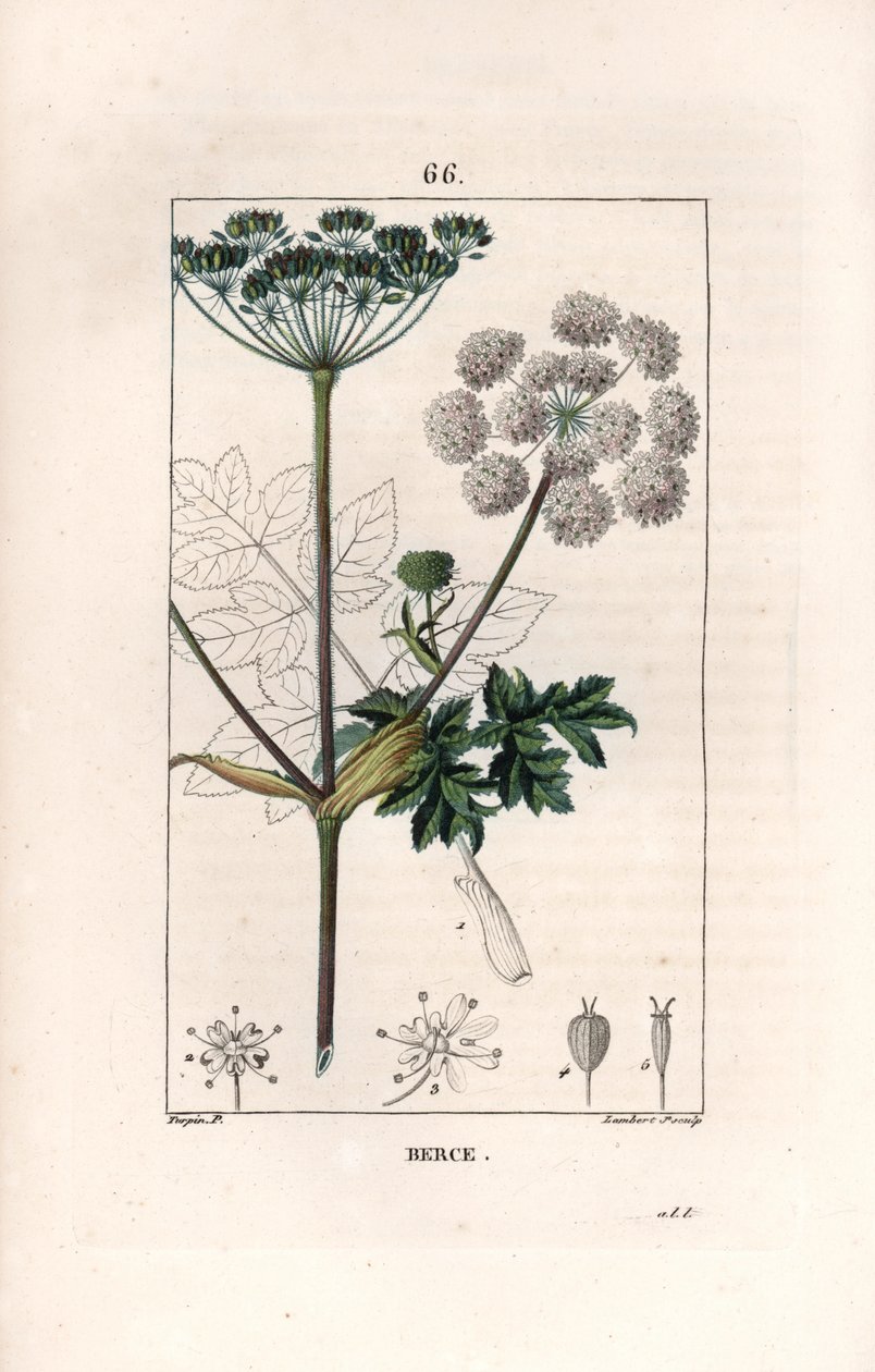 Berce ou charavie - Lambert fils metszete, Pierre Jean Francois Turpin (1775-1840) rajza után, a La flore medicale, de Chaumeton, Poiret et Chamberet, Paris 1830-ból - Közönséges parlagfű vagy tehénpasztinák, Heracleum sphondylium - Lambert J. alkotó: Unbekannter Künstler