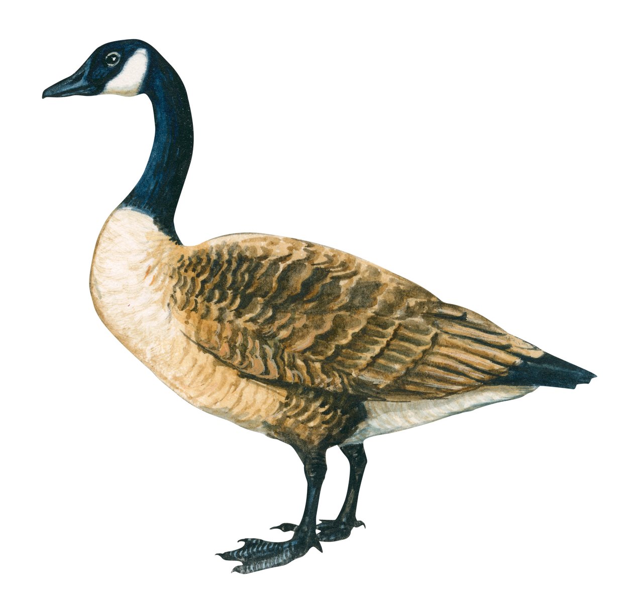 Bernache du Canada – kanadai liba (Branta canadensis) alkotó: Unbekannter Künstler