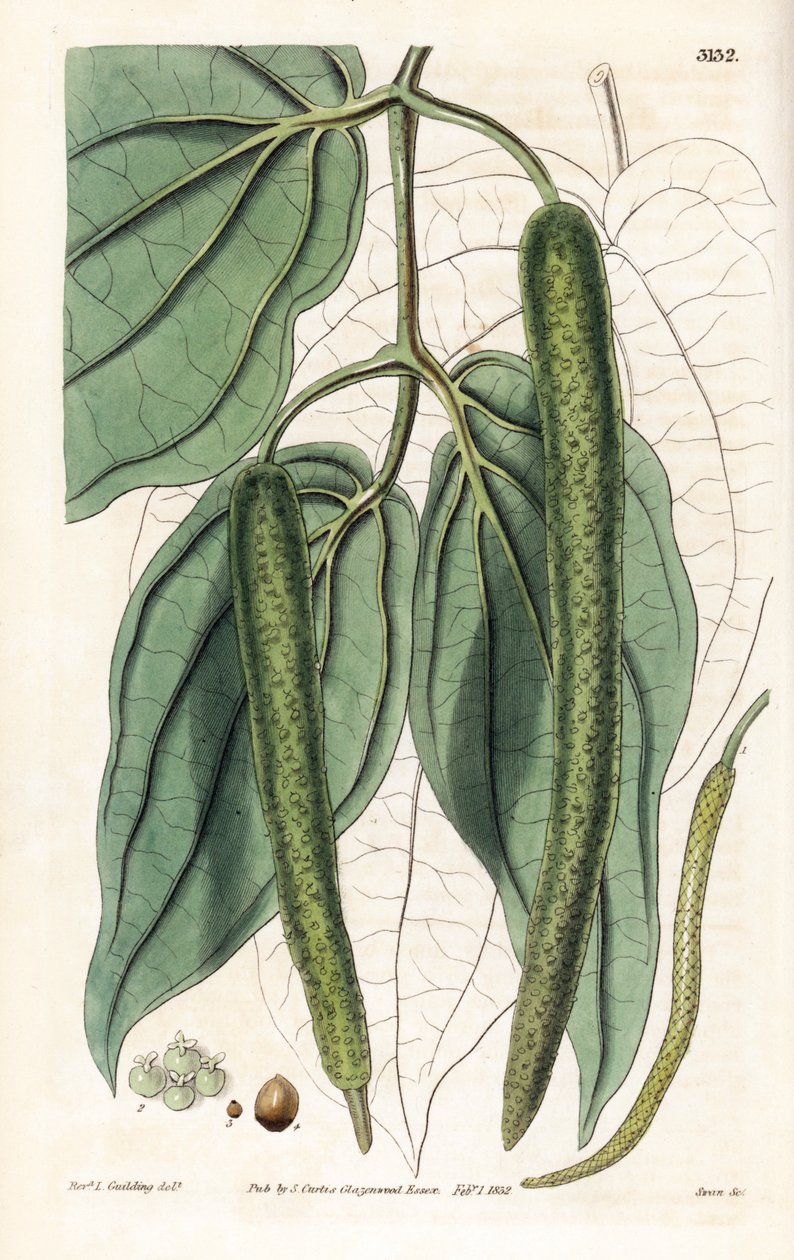 Betel - Betel paprika, Piper betle. Kézzel színezett rézmetszet, Swan által, L. Goulding tiszteletes illusztrációja után, Samuel Curtis "Botanical Magazine," London alkotó: Unbekannter Künstler