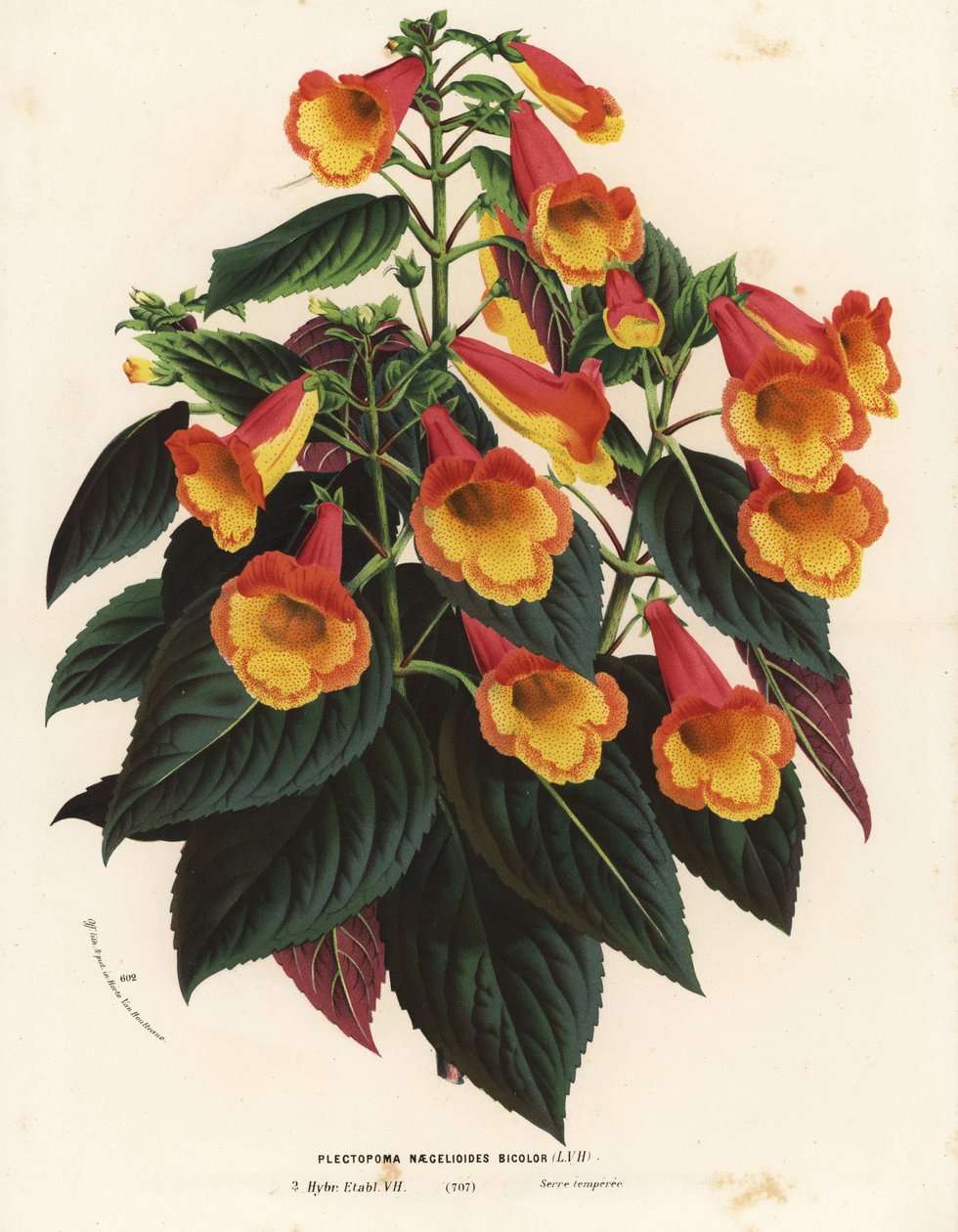 Bicolor Achimenantha x naegelioides kultivár (Plectopoma naegelioides bicolor). Kézi színes litográfia Louis van Houtte és Charles Lemaire: Flowers of the Gardens and Hothouses of Europe, Flore des Serres et des Jardins de l