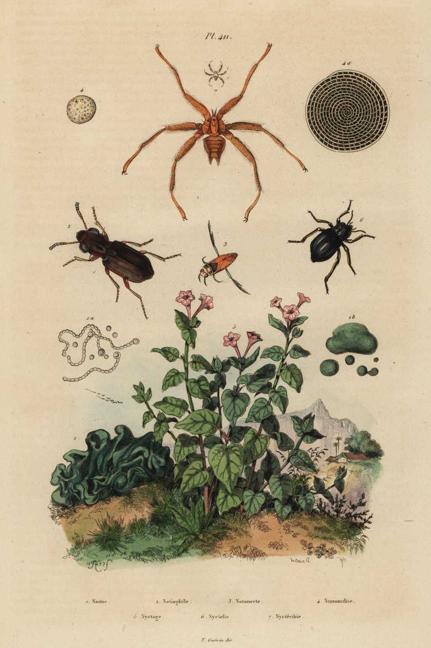 Nagyszemű bogár, Notiophilus biguttatus, hátúszó, Nononecta fajok, nummulite fosszília, sötét bogár, Nyctelia fajok, denevérlégy, Nycteribia fajok alkotó: Unbekannt