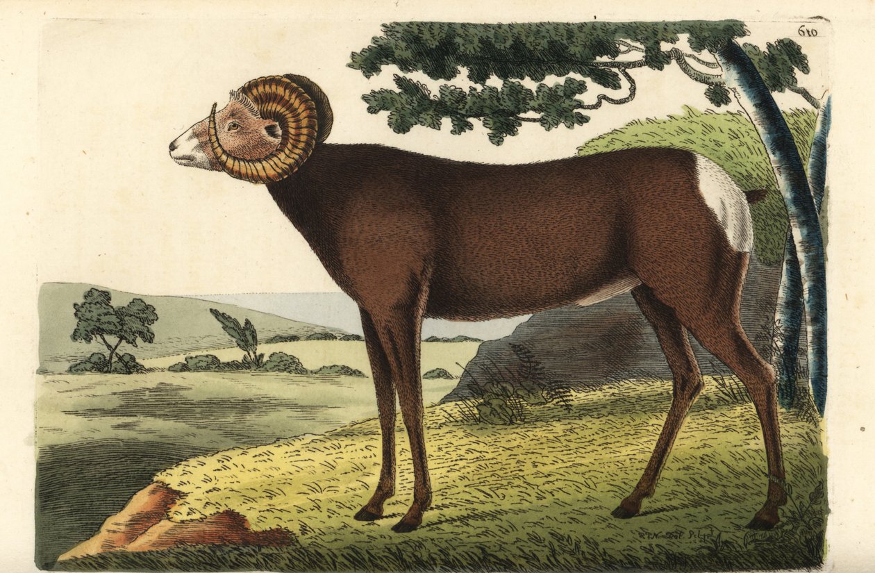 Bighorn juh vagy kanadai juh. Ovis canadensis. Az illusztrációt Richard Polydore Nodder rajzolta és metszette. Kézzel színezett rézmetszet George Shaw és Frederick Nodder The Naturalist