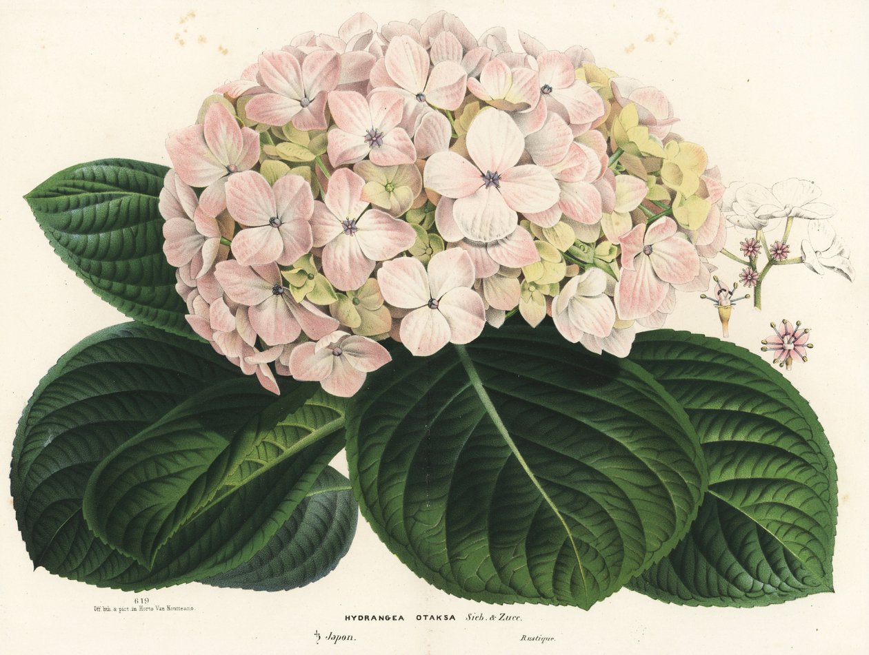 Nagylevelű hortenzia, Hydrangea macrophylla (Hydrangea otaksa). Kézzel színezett litográfia Louis van Houtte és Charles Lemaire: Flowers of the Gardens and Hothouses of Europe, Flore des Serres et des Jardins de l