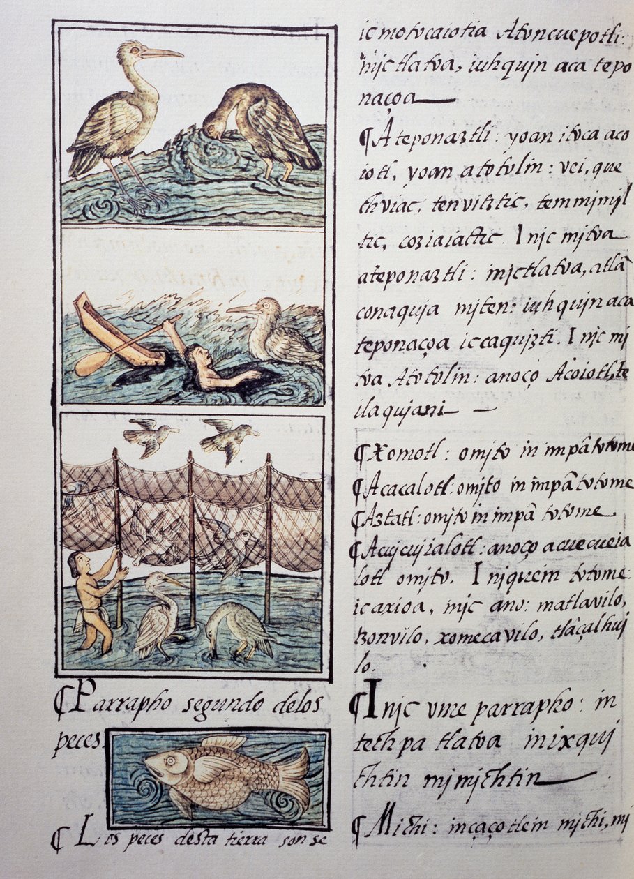Madárvadászat a tavon, oldal a firenzei kódexből, kétnyelvű változat spanyol és nahuatl nyelven, Általános története Új Spanyolország dolgairól, Fray Bernardino de Sahagun (1499-1590) spanyol misszionárius. Azték civilizáció alkotó: Benjamin Baud