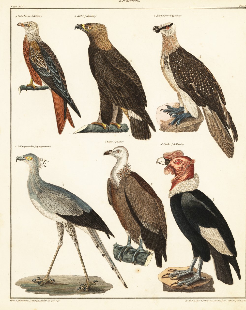 Ragadozó madarak, 1841 (kőnyomat) alkotó: Unbekannter Künstler