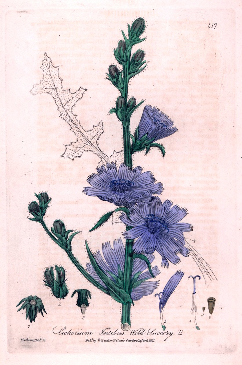 Keserű cikória (Cichorium intybus) Botanikai tábla William Baxter és Charles Mathews "British Phaenogamous Botany" című művéből, 1841. alkotó: Unbekannter Künstler