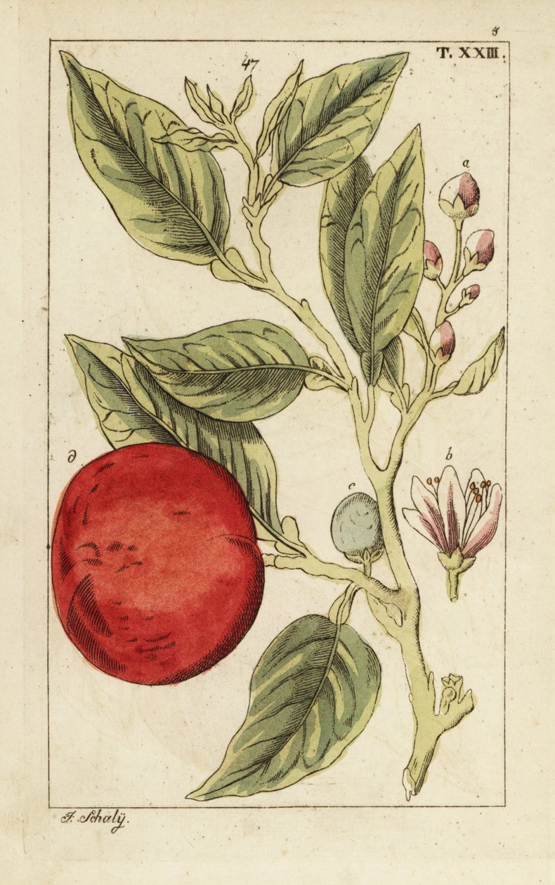 Keserű narancs vagy sevillai narancs, Citrus x aurantium. alkotó: Unbekannter Künstler