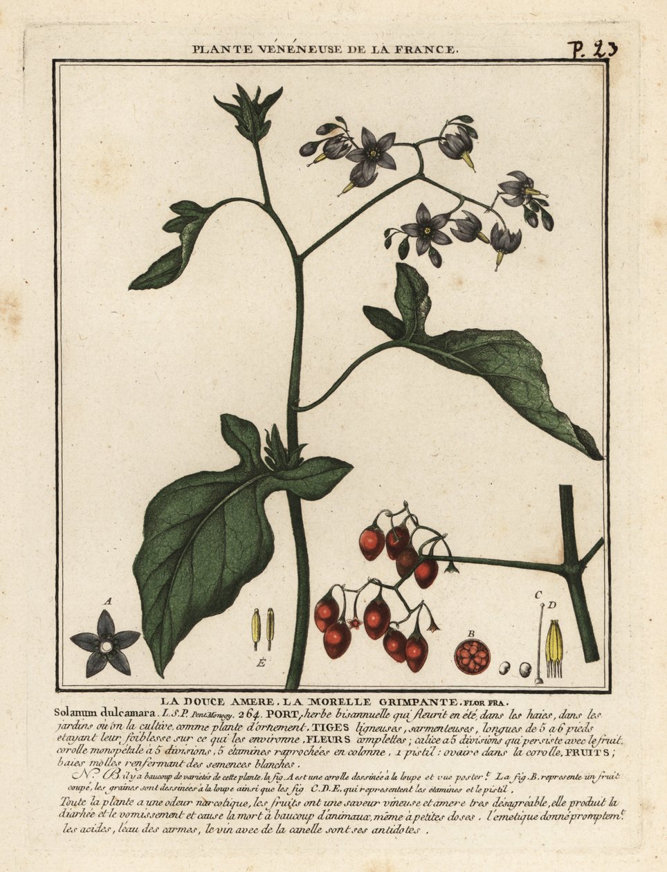 Keserédes nadálytő, Solanum dulcamara. alkotó: Unbekannter Künstler