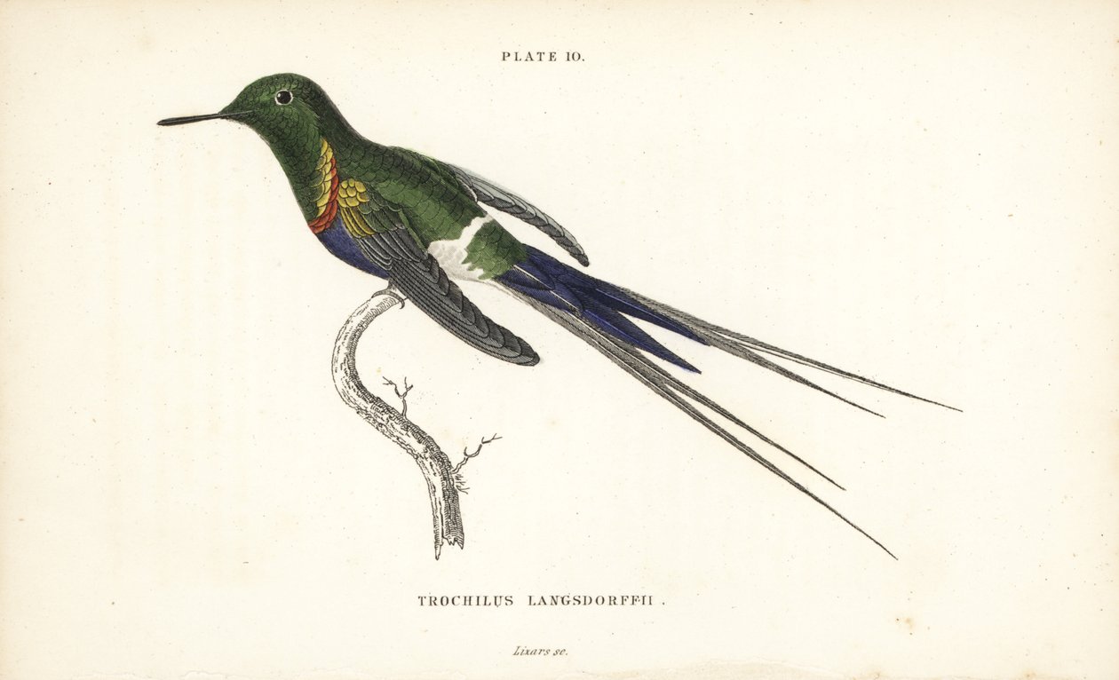 Fekete hasú tövisszúró, Discosura langsdorffi (Langsdorff-kolibri, Trochilus langsdorffii). William Lizars kézzel színezett acélmetszete Sir William Jardine Naturalist