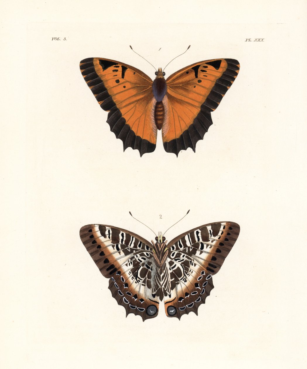 Fekete szegélyű charaxes, Charaxes pollux, felső oldal 1, alsó oldal 2. Kézzel színezett litográfia John O. Westwood "Illustrations of Exotic Entomology" című művének új kiadásából, John O. Westwood, Bohn, London. alkotó: Unbekannter Künstler
