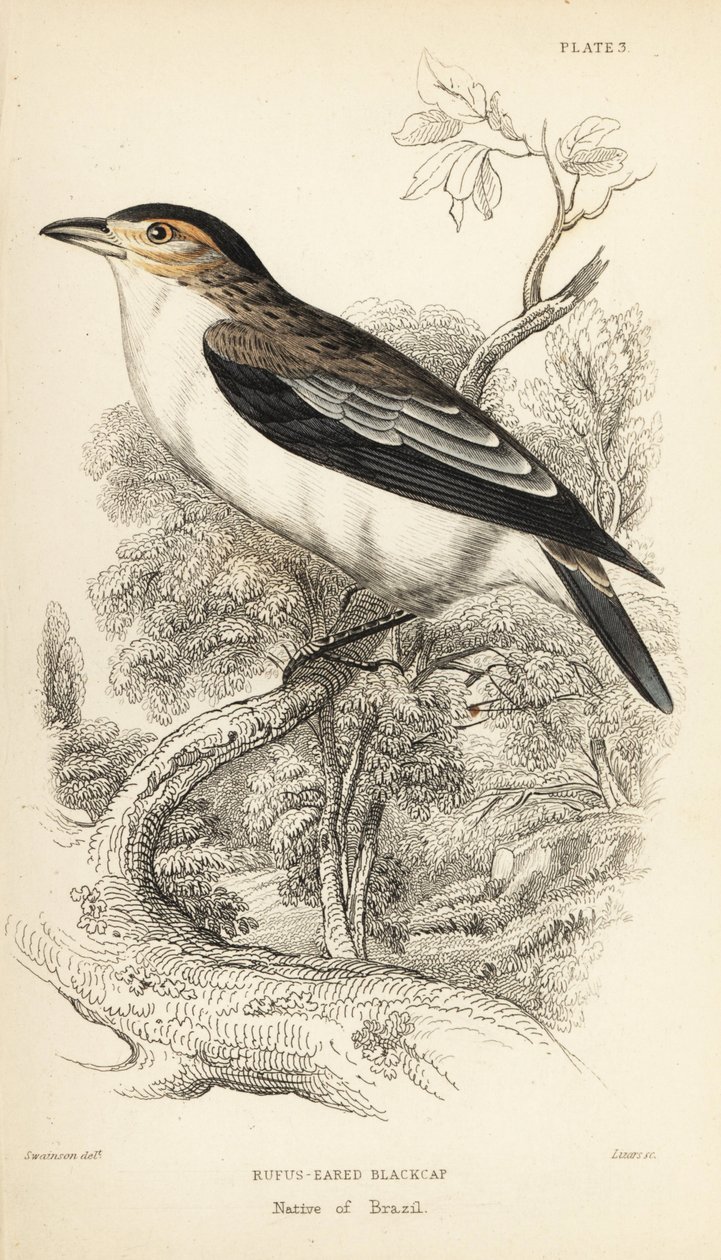 Feketekoronás tityra, Tityra inquisitor (Rufos-fülű fekete sapka, Psaris erythrogenys). William Lizars kézzel színezett acélmetszete William Swainson illusztrációja után Sir William Jardine Naturalist