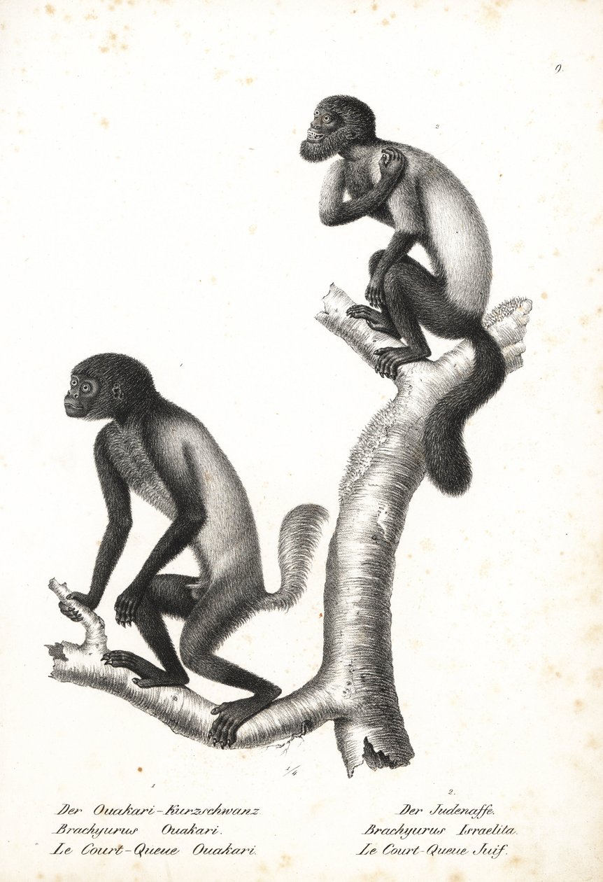 Feketefejű uakari, Cacajao melanocephalus ouakary (Brachyurus ouakari) és barna hátú szakállas saki, Chiropotes israelita (Brachyurus israelita). Karl Joseph Brodtmann litográfiája Heinrich Rudolf Schinz Illustrated Natural History of Animals című művéből, alkotó: Unbekannter Künstler
