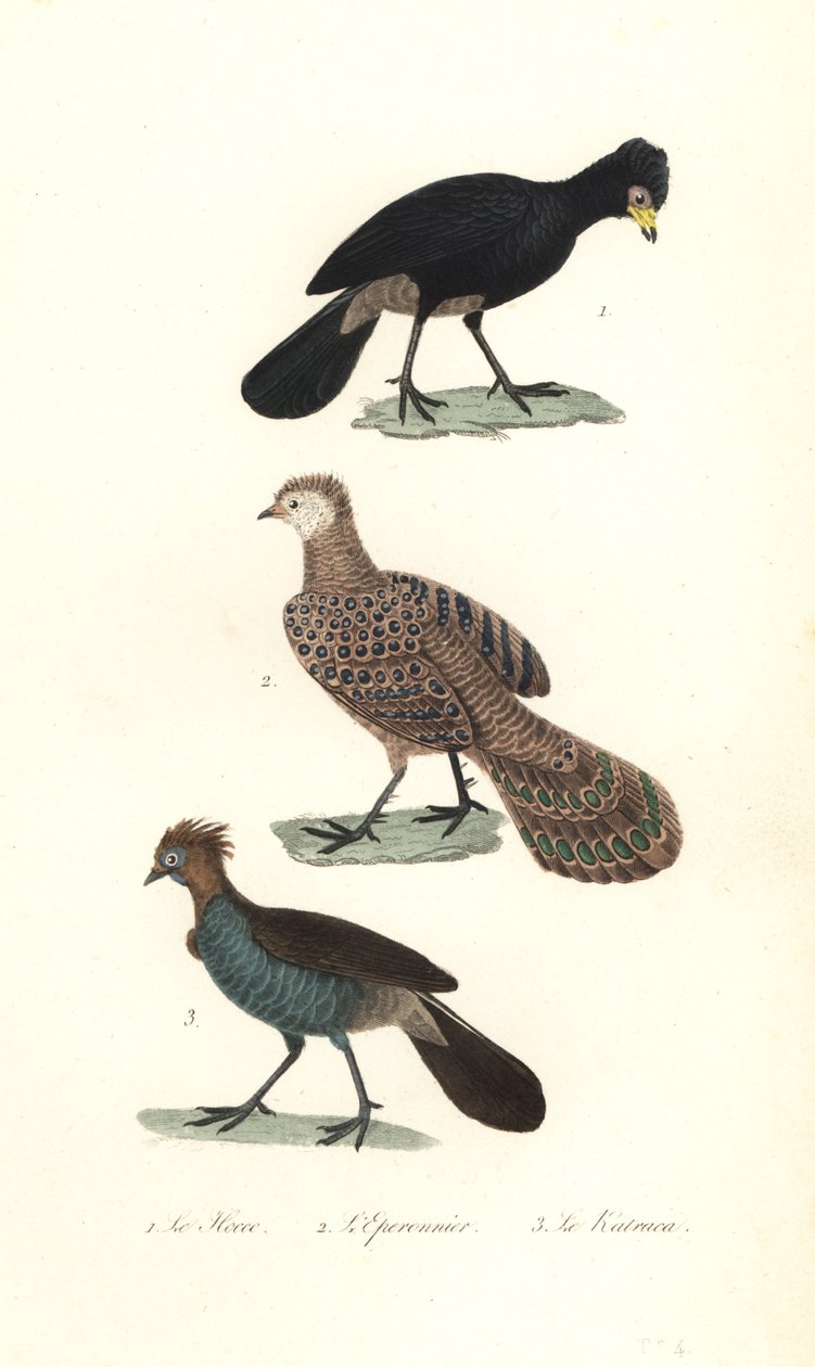 Fekete curassow, szürke páva-fácán és chachalaca. alkotó: Unbekannter Künstler