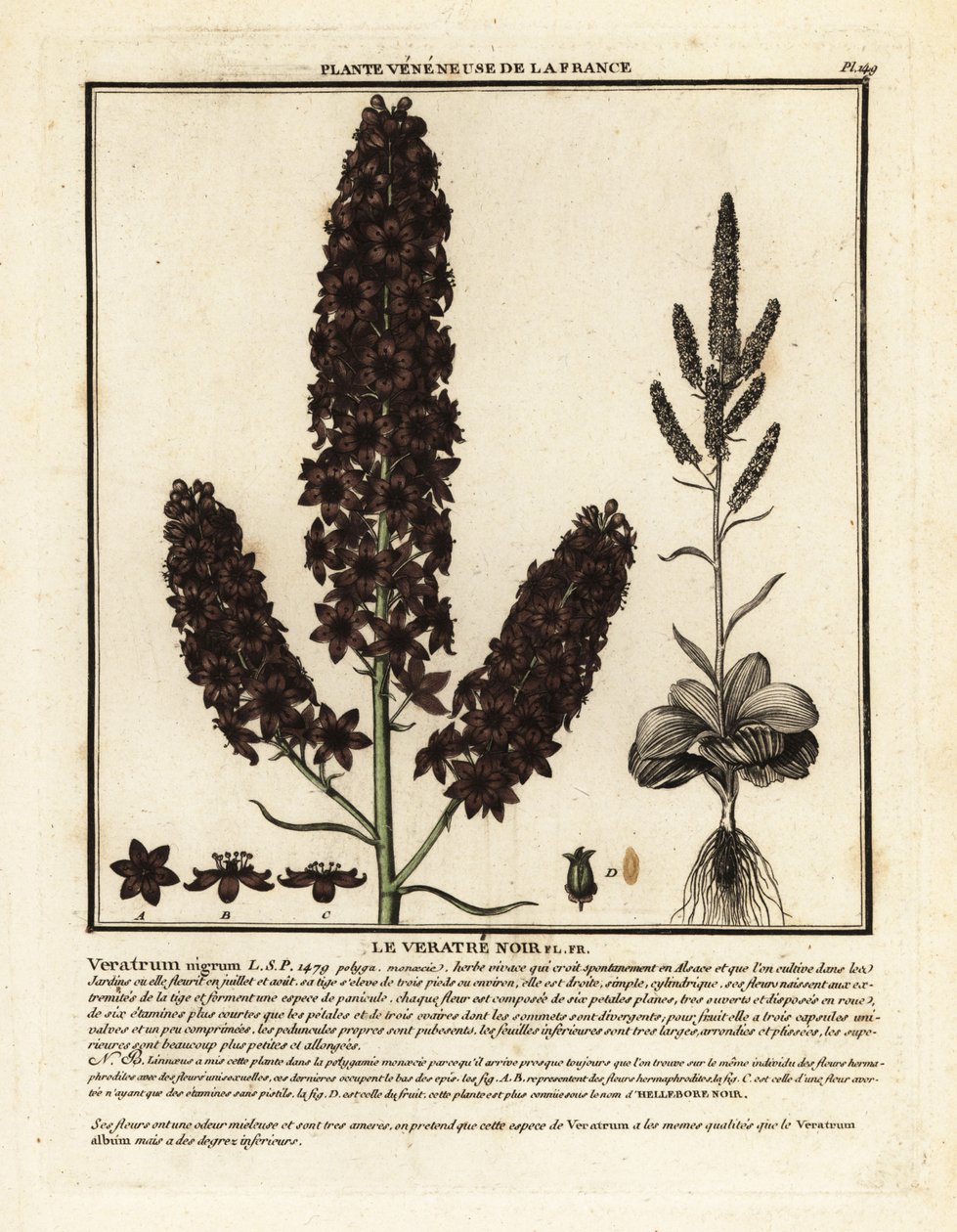 Fekete álhunyor, Veratrum nigrum. alkotó: Unbekannter Künstler