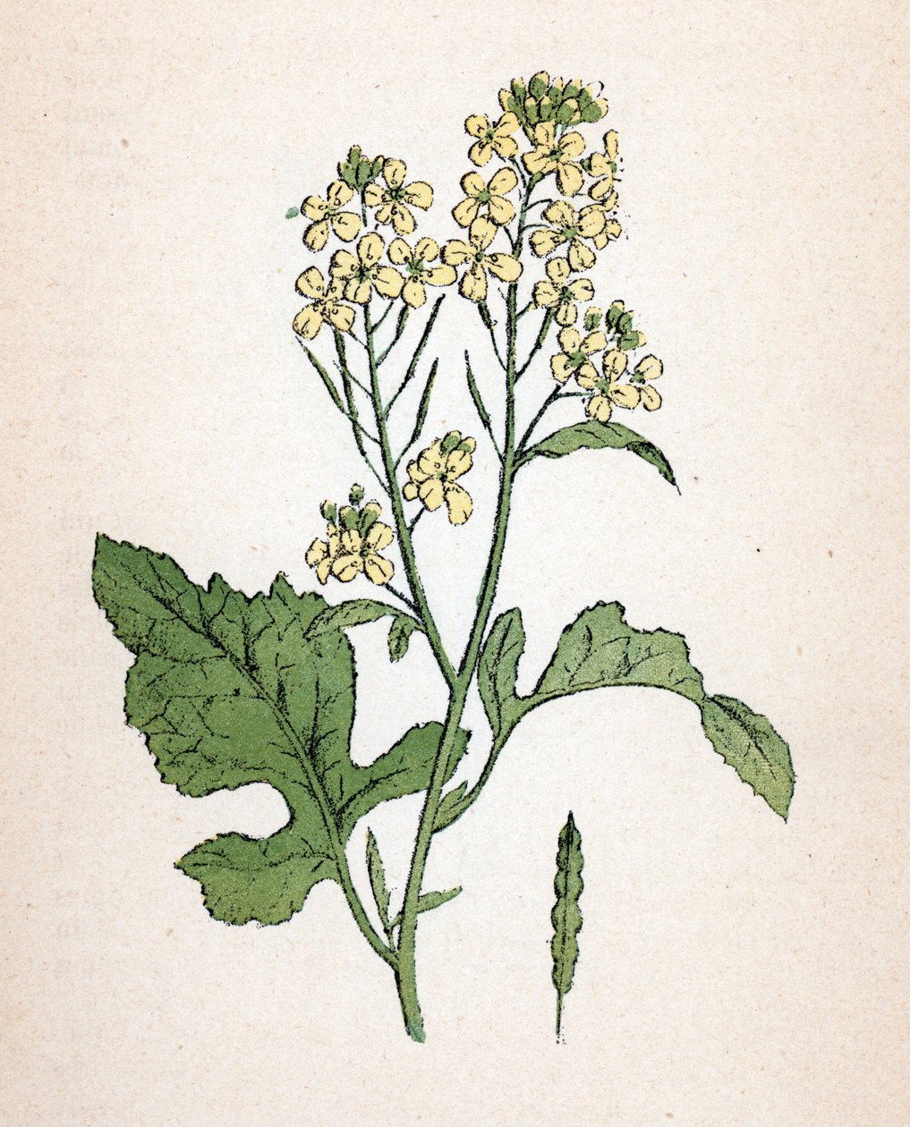 Fekete mustár (seneve noir) (Brassica nigra) (fekete mustár) Paul Hariot "Atlas colorie des plantes medicinales" című művéből származó növénytábla. alkotó: Unbekannter Künstler