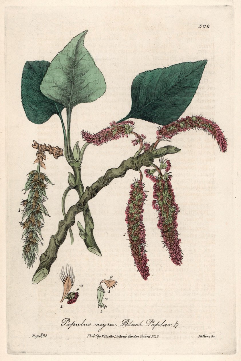Fekete vagy frank nyárfa, liard vagy piboule (Populus nigra) - Isaac Russell botanikai táblája, metszette Charles Matthews, William Baxter (1788-1871) "Angol botanikai jelenségek" című művéből. alkotó: Unbekannter Künstler