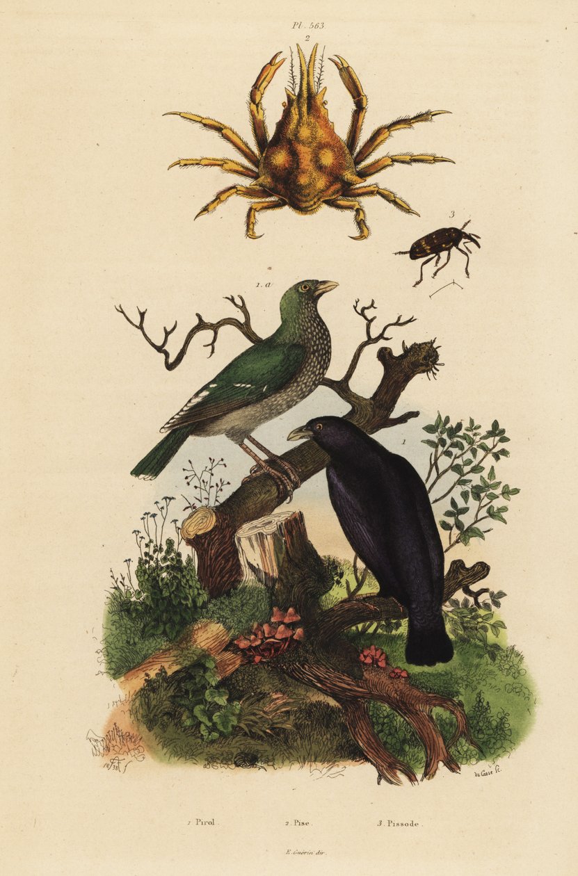 Fekete oriole, Oriolus hosii 1, zöld oriole, Oriolus flavocinctus 1a, négyszarvú pókrák, Pisa tetraodon 2, zsizsik bogár, Pissodes fajok 3 alkotó: Unbekannt