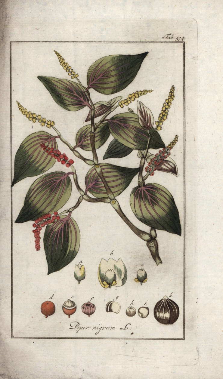 Fekete bors (Piper nigrum). Litográfia Johannes Zorn (1739-1799) "Afbeelding der Artseny-Gewassen" című művéből, Hollandia. alkotó: Unbekannter Künstler