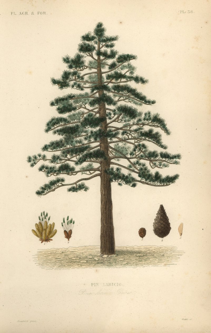 Feketefenyő vagy osztrák fenyő, Pinus nigra subsp alkotó: Unbekannt