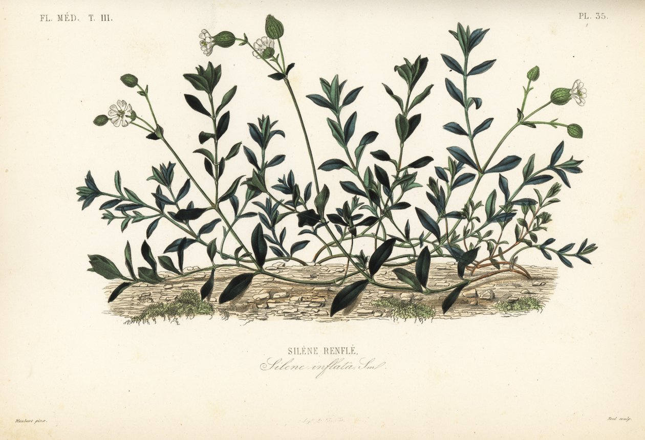 Hólyagkampó, Silene vulgaris, Silene inflata, Silene dudorok alkotó: Unbekannt