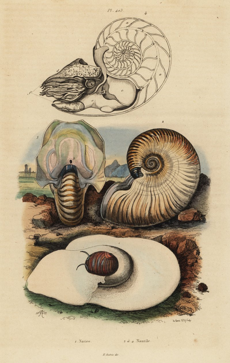 Hólyagholdas csiga, Neverita didyma 1, kérges nautilus, Nonion umbilicatulum 2 és kamrás nautilus, Nautilus pompilius 3,4 alkotó: Unbekannt