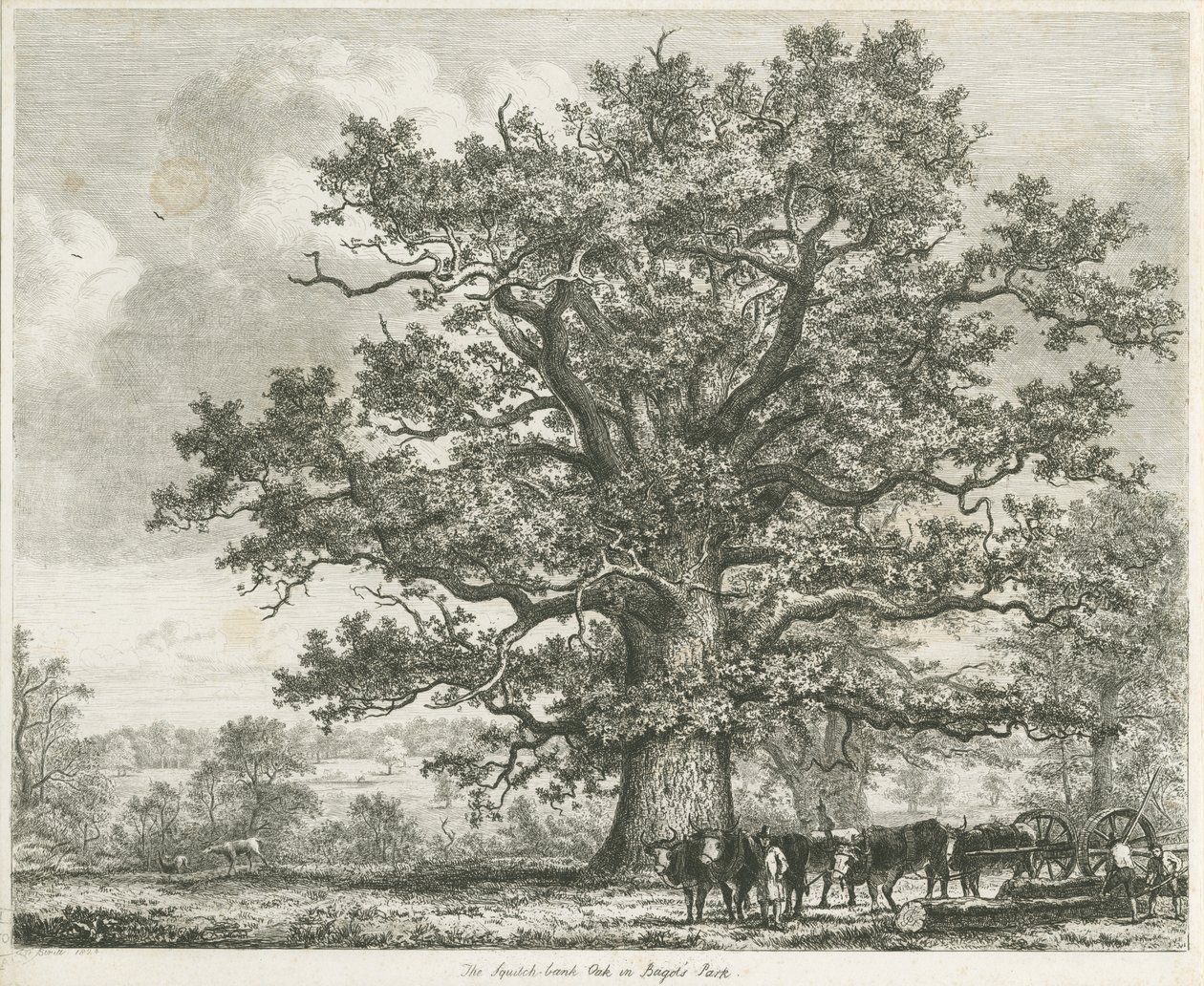 Blithfield - Squitch-bank tölgy : rézkarc, 1824 alkotó: Unbekannt