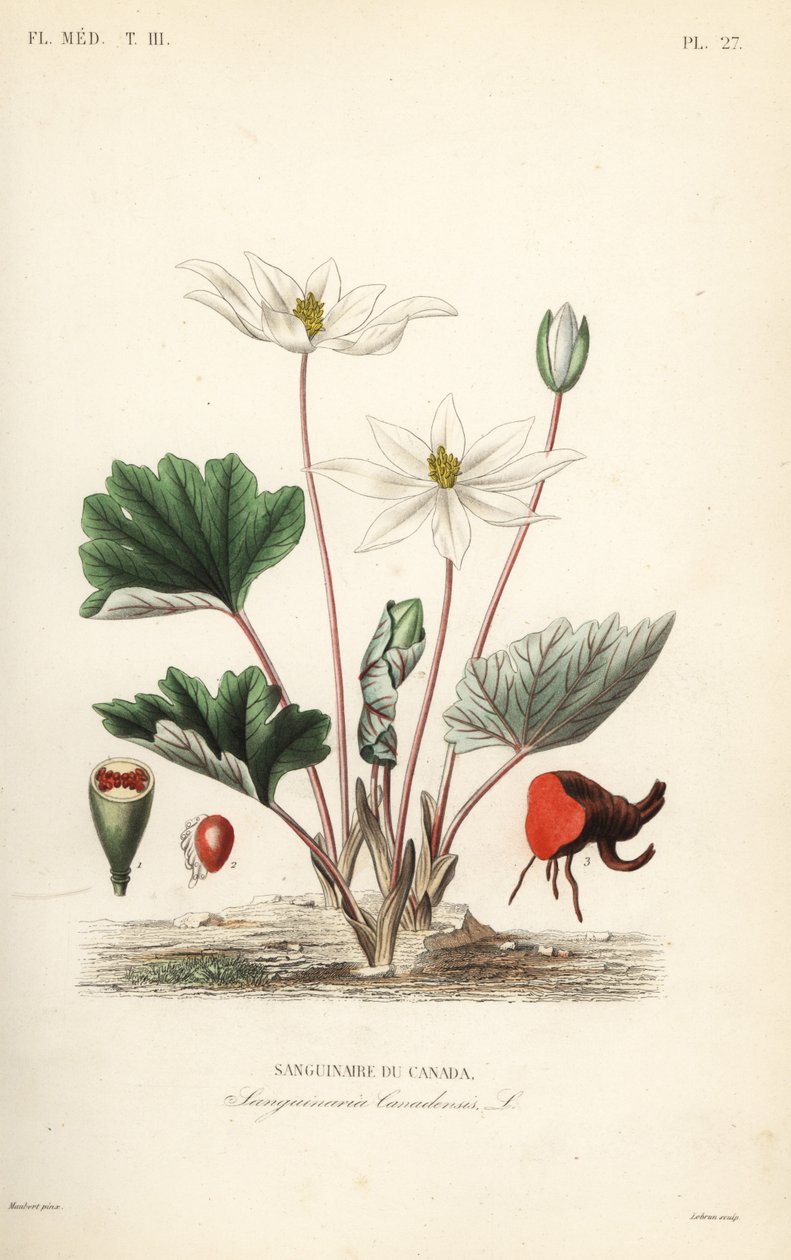 Bloodroot, Sanguinaria canadensis, Bloodthirsty Canada alkotó: Unbekannt