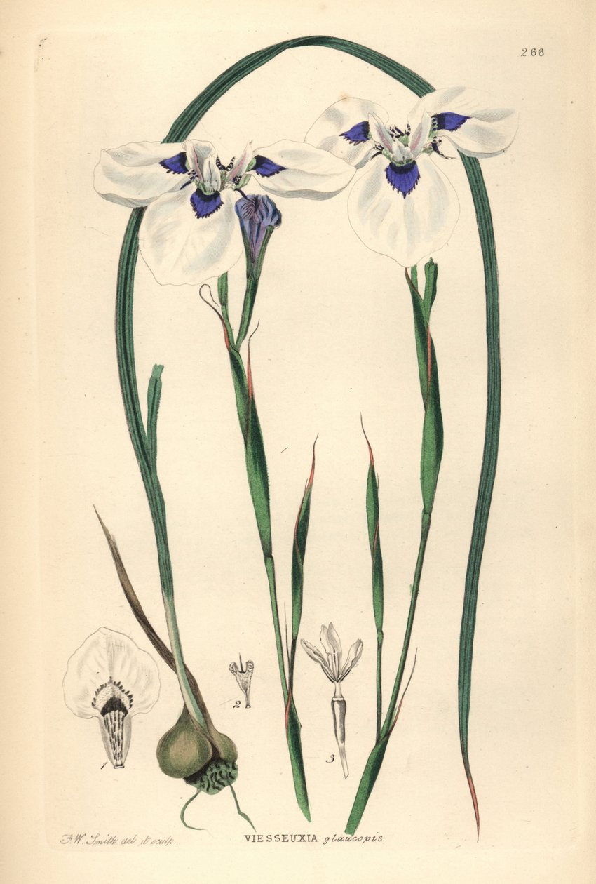 Kékszemű Uintjie vagy Blouooguintjie, Moraea aristata (Ocellate viesseuxia, Vieusseuxia glaucopis). Kézi rézmetszet, rajzolta és metszette Frederick W. Smith John Lindley és Robert Sweet Ornamental Flower Garden and Shrubbery című művéből, G. Willis, Lon. alkotó: Unbekannter Künstler