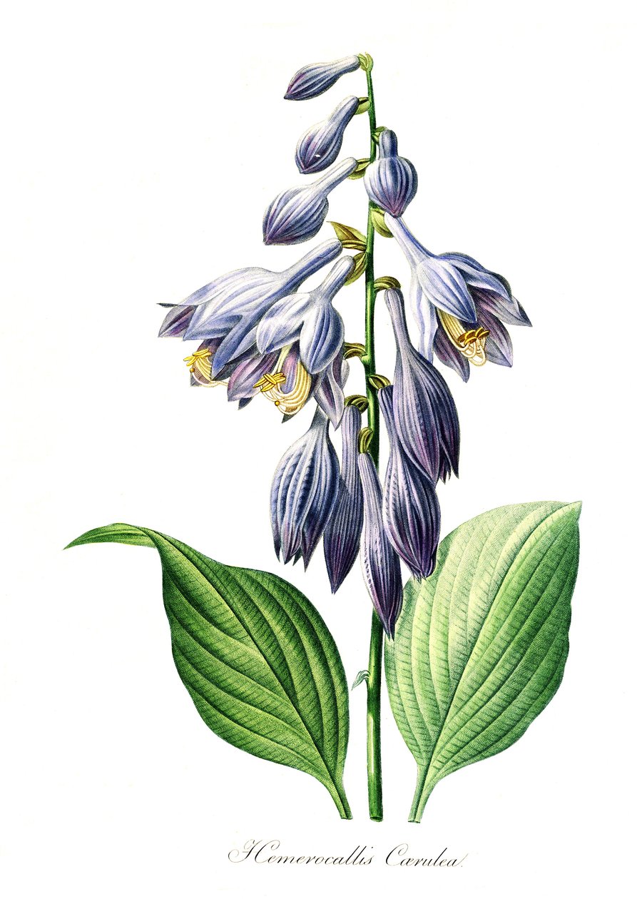 Kék napraforgó (Hemerocallis) caerulea, digitális reprodukció egy 18. századi eredetiről, eredeti dátum ismeretlen. alkotó: Unbekannter Künstler