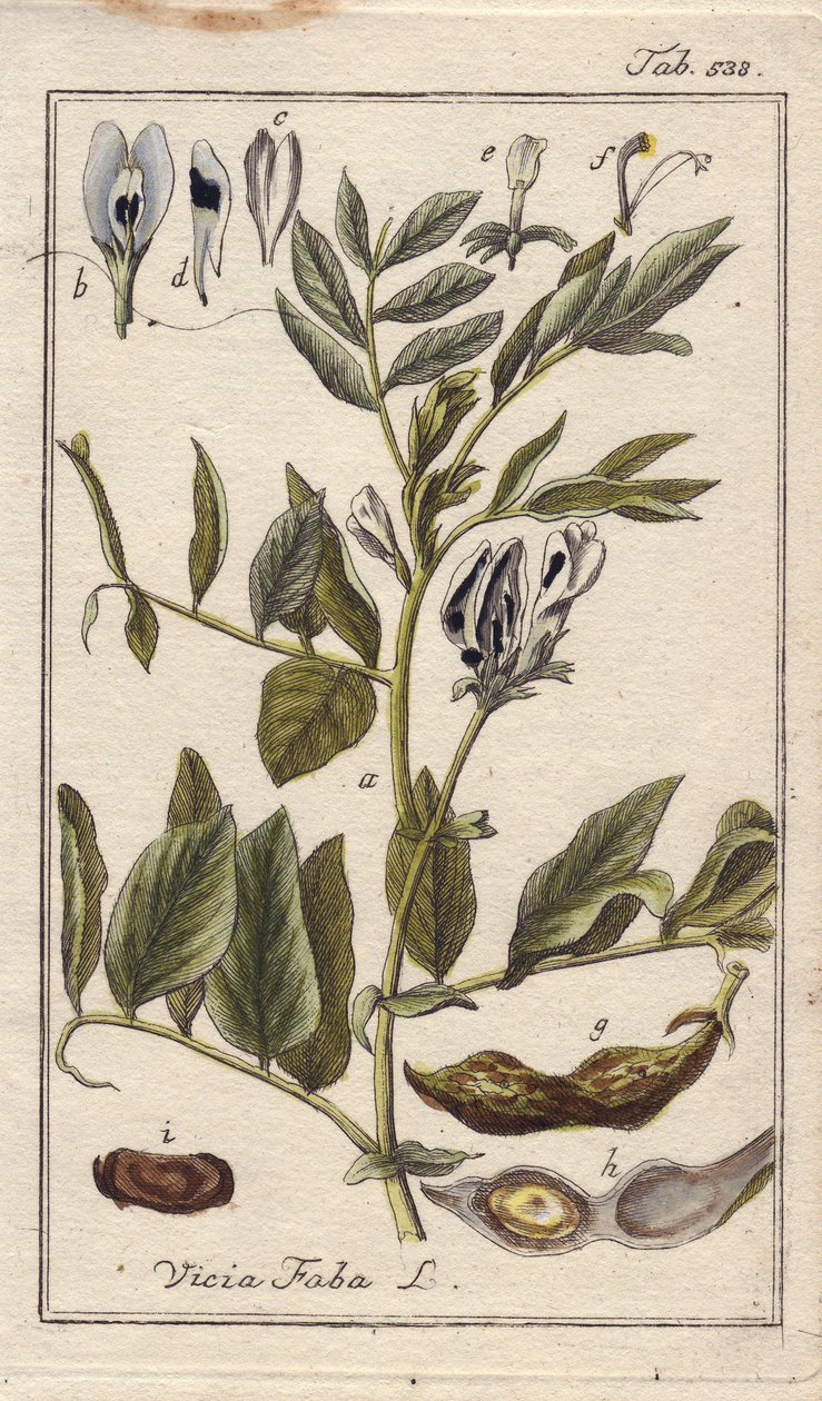 Növénytani megnevezése: Vicia faba, virágos, leveles és hüvelyes babnövény. Kézzel színezett rézmetszet B. Thanner rajzáról Johannes Zorn "Icons plantarum medicinalium" című művéből, Németország. alkotó: Unbekannter Künstler
