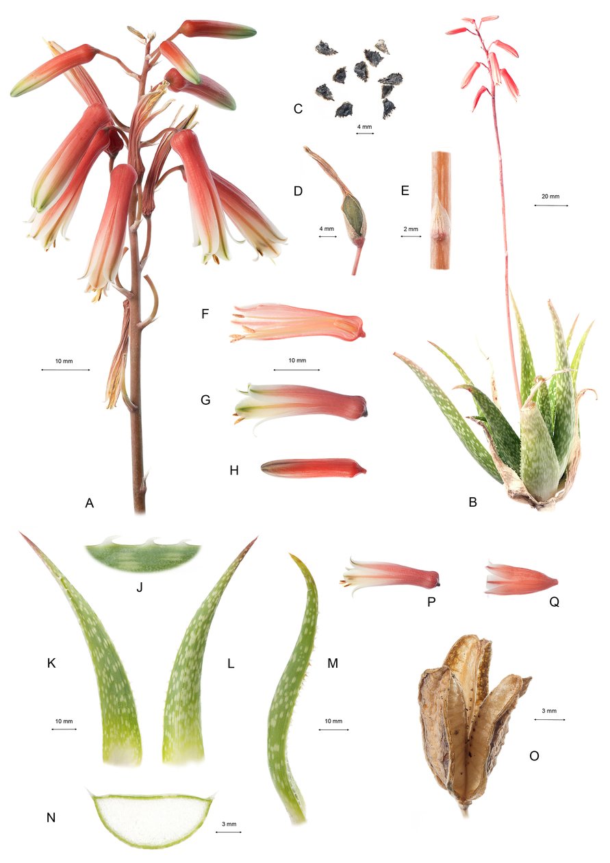 Botanical Board/Aloe/Aloe alkotó: Unbekannt