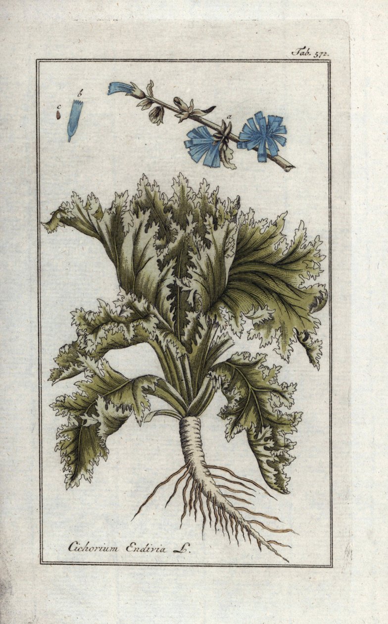 Növénytani: Endívia, Cichorium endivia. Kézi rézmetszetű botanikai metszet Johannes Zorn "Afbeelding der Artseny-Gewassen" című művéből, Jan Christiaan Sepp, Amszterdam. alkotó: Unbekannter Künstler