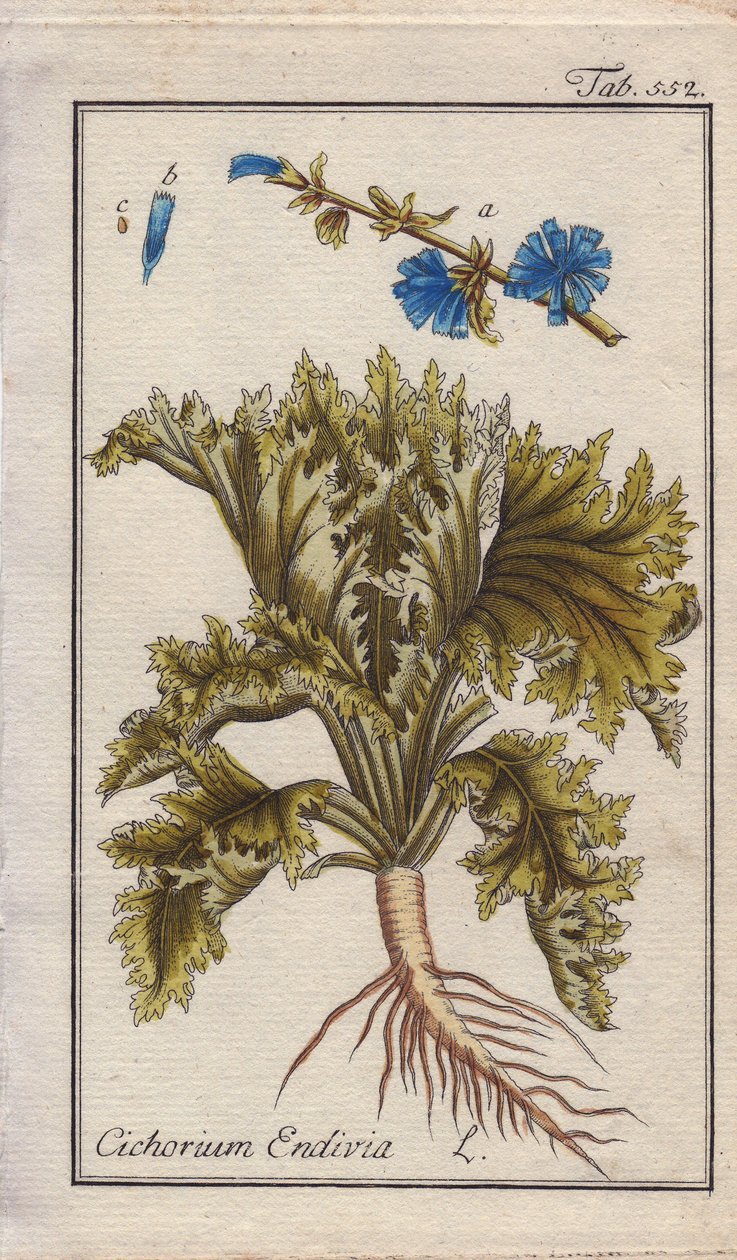 Növénytani: Endívia növény gyökérrel, levelekkel és virágokkal, Cichorium endivia. Kézzel színezett rézmetszet B. Thanner rajzáról Johannes Zorn "Icons plantarum medicinalium" című művéből, Németország. alkotó: Unbekannter Künstler