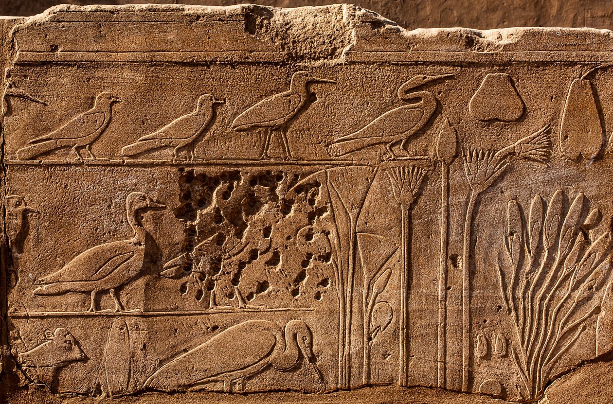 Thutmosis III. botanikus kert domborműves növény- és állatábrázolásokkal, karnaki templom, Luxor, Théba, Egyiptom, Afrika (fotó) alkotó: Unbekannter Künstler
