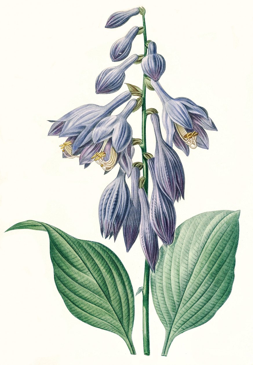 Botanikai illusztráció/Redoubt/Hosta ventricosa alkotó: Unbekannt