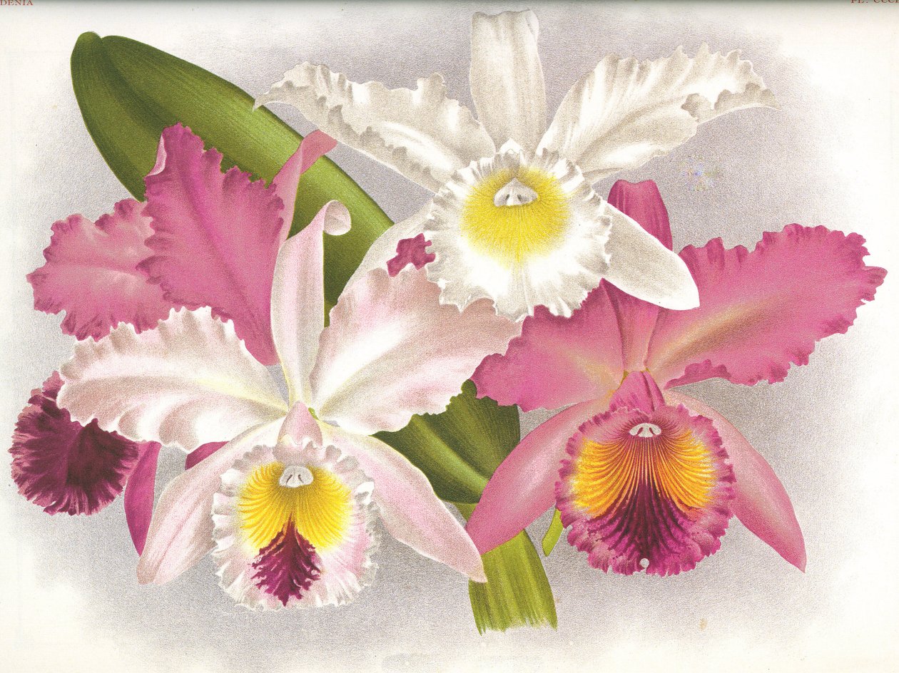 Botanikai tábla/Cattleya labiata/Lindenia alkotó: Unbekannt