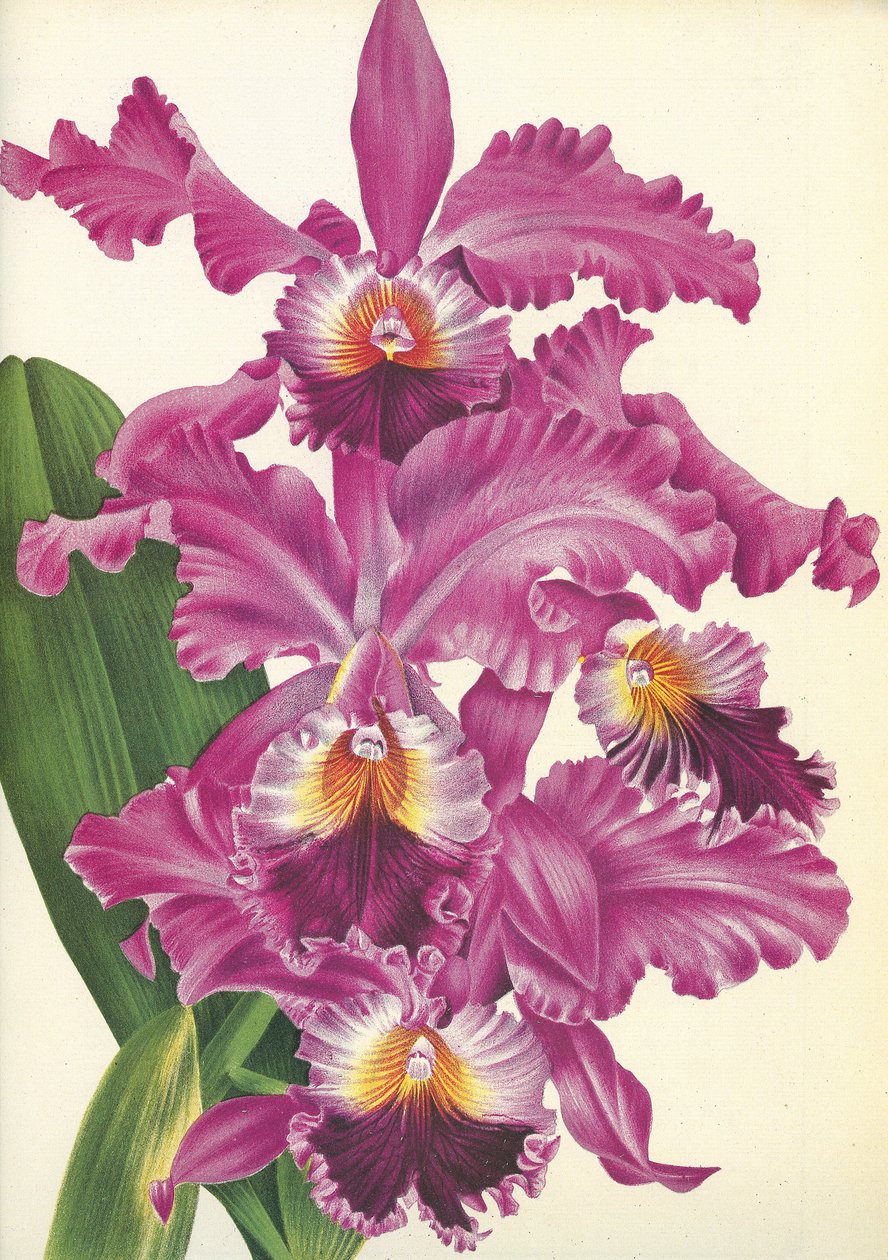 Botanikai tábla/Cattleya labiata var. Perfecta/Lindenia alkotó: Unbekannt